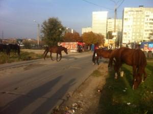На Бабурке с ипподрома сбежали лошади