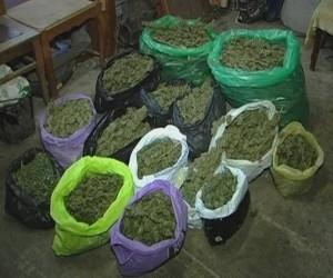 Запорожский наркоплантатор вырастил у себя дома зелья на 150 тысяч