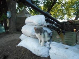 Минобороны создаст в соцсети отдельный альбом с четвероногими героями