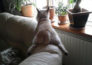 Появились фото собак, которые считают себя котами