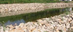 В Киеве озера очистят… водорослями