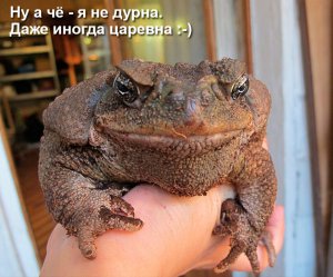 В Индиане арестован лизавший жабу босой мужчина В Индиане арестован лизавший жабу босой мужчина