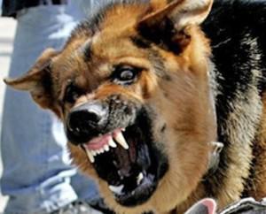 Собака изуродовала мелитопольчанке лицо