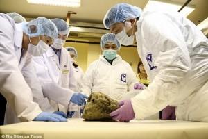 Южнокорейские ученые решили клонировать доисторического пещерного льва