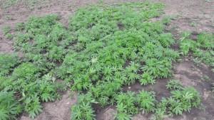 В Запорожской области обнаружена наркоплантация (ФОТО)