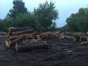 В Сумской области массово вырубывали столетние дубы (Фото)